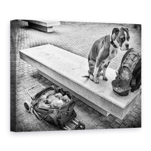 Tablou canvas - Furnizor De Familie, Bruxelles, Belgia, Catelus, Dragut, 60 x 80 cm