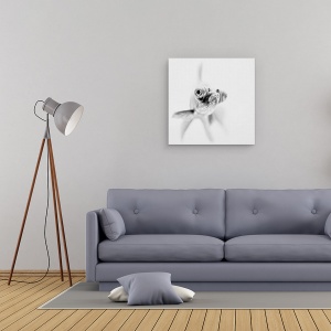 Tablou canvas - Gata Pentru Apropiere, Peste, Luminos, Alb, Alb-Negru, Pet, 60 x 60 cm - Img 2
