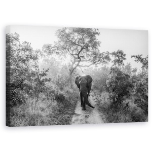 Tablou canvas - Gigant La Plimbare, Elefant, Salbatic, Africa, Safari, Natura, 50 x 80 cm