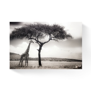 Tablou Canvas - Girafa, Animal, Copac, 80 x 120 cm
