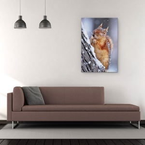 Tablou Canvas - Iarna, Veverita, Fauna Salbatica, Iarna, Zapada, Inghet, 80 x 120 cm - Img 3
