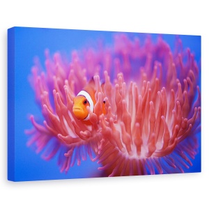 Tablou canvas - In Cautarea Lui Nemo, Pestele-Clovn, Zoo, 40 x 60 cm