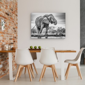 Tablou Canvas - In Picioare Mandru, Natura, Animal, Colt, Elefant, Monocrom, 60 x 80 cm - Img 4