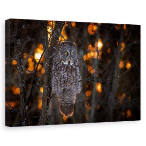 Tablou canvas - In Timp Ce Soarele Apune, Bufnita, Pasare, Cocotat, Ochi, 60 x 90 cm