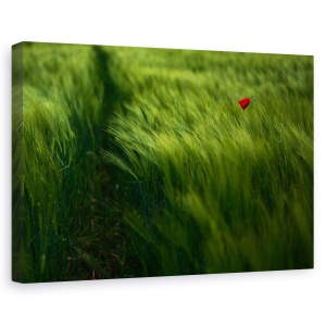 Tablou canvas - In Vant, Vara, Maci, Camp, Lunca, 60 x 90 cm