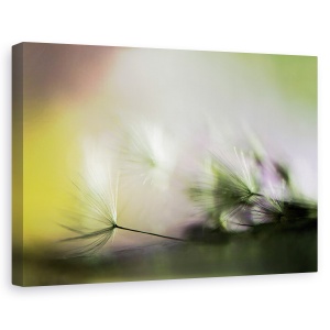 Tablou canvas - in zori, Flori, Verde, Moale, Delicat, 60 x 90 cm