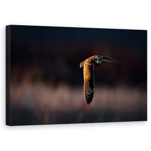 Tablou canvas - Infruntare, Pasare, Bufnita, Apus De Soare, Zbor, Salbatic, 50 x 80 cm