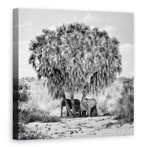Tablou canvas - Intalnire La Pranz, Kenya, Tsavo, Est, Umbra, 60 x 60 cm