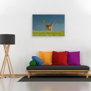 Tablou canvas - Intre Cele Doua, Girafa, Pozeaza, Gat, Safari, Salbatic, 80 x 120 cm - Img 2