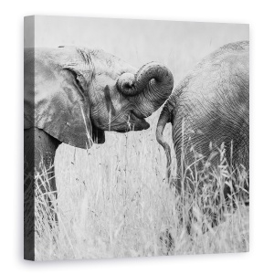 Tablou canvas - Itrunk, Elefanti, Distractie, Amuzant, Umor, 60 x 60 cm