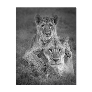 Tablou Canvas - Leu, Animal, Alb/Negru, 80 x 100 cm