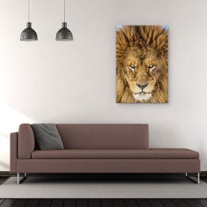Tablou Canvas - Leul Serios, Leu, Natura Salbatica, Animal, Pisica, Par, 60 x 90 cm - Img 2