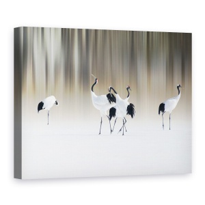 Tablou canvas - Macarale Albe Cu Creasta Rosie, Pasare, Macara, Japonia, Zapada, Iarna, 50 x 70 cm
