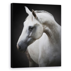 Tablou canvas - Maggie, Cal, Cai, Simplu, Animal, Animale, 60 x 75 cm