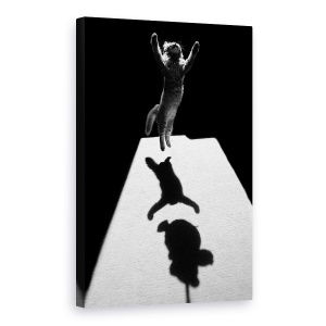 Tablou canvas - Marele Edgar, Pisica, Celje, Alb-Negru, Umbra, Teddy, 40 x 60 cm