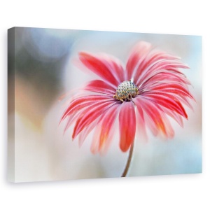 Tablou canvas - Margareta rosie, Flori, Frumusete, Planta, 80 x 120 cm