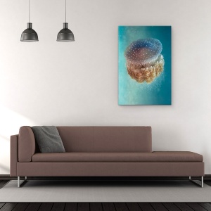 Tablou Canvas - Meduze - Phylorhiza Punctata, Venin, Peste, Mediterana, Natura Salbatica, Adanc, 60 x 90 cm - Img 2