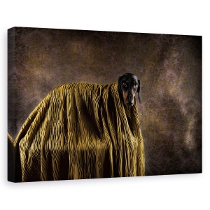 Tablou canvas - Micutul Dandy, Caini, Dachshund, Panza, Aur, 60 x 90 cm