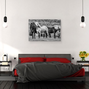 Tablou canvas - Moment, Islanda, Animale, Cai, Westfjords, Cal, 80 x 120 cm - Img 2