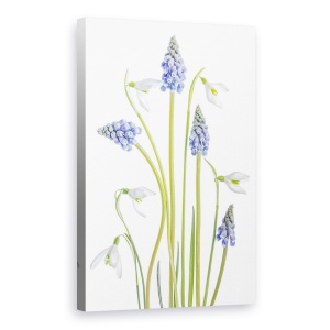 Tablou canvas - Muscari Si Galanthus, Floare, Punct, 40 x 60 cm