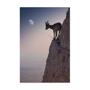 Tablou Canvas - Natura, Apus, Animal, Capra, Munte, 40 x 60 cm