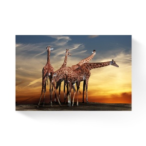 Tablou Canvas - Natura, Apus, Animale, Girafe, 80 x 120 cm