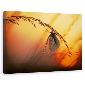 Tablou canvas - Noapte Buna, Fluture, Blackveined, Apus De Soare, Portocaliu, Soare, 60 x 90 cm