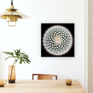 Tablou Canvas - Notocactus Scopa, Cactus, Spines, Abstract, Radial, 90 x 90 cm - Img 4