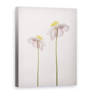 Tablou canvas - O Amintire De Vara, Anemone, Flori, Natura Moarta, 75 x 100 cm