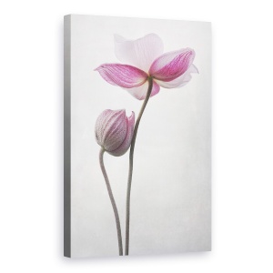 Tablou canvas - O Mica Atingere, Floare, Anemone, Hupehensis, Roz, Flora, 60 x 90 cm