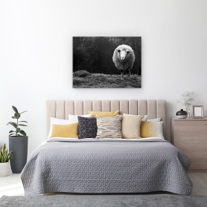 Tablou canvas - Oaie Singuratica, Animal, Alb-Negru, Camp, Blana, 60 x 80 cm - Img 3