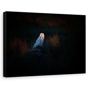 Tablou canvas - Observatorul, Bufnita, Pasare, Intuneric, Punct, 60 x 90 cm