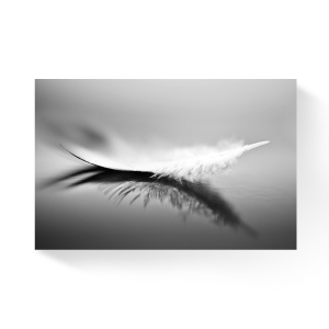 Tablou Canvas - Pana alba, Reflectie, Alb/Negru, 80 x 120 cm
