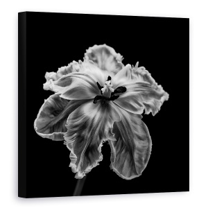 Tablou canvas - Papagalul Tulip, Floare, Lalea, Monocrom, Intuneric, Alb-Negru, 60 x 60 cm