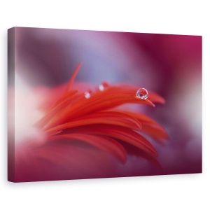 Tablou canvas - Pasiunea Rosie, Aproape, Picatura, Apa, Floare, 40 x 60 cm