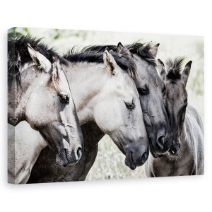 Tablou canvas - Patru cai Konik, Animal, Grup, intalnire, Dragoste, 60 x 90 cm