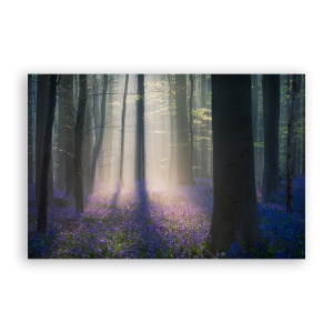 Tablou Canvas - Peisaj, Natura, Padure, Flori, Primavara, 40 x 60 cm