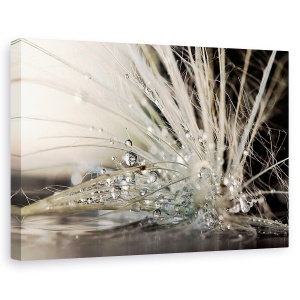 Tablou canvas - Perle, Iran, Apa, Macro, 40 x 60 cm