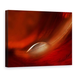 Tablou canvas - Picatura, Rosu, Pana, 60 x 80 cm