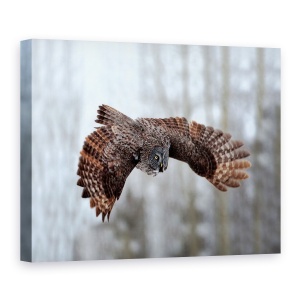 Tablou canvas - Planare, Natura, Bufnita Gri, Mare Gri, Salbatic, 60 x 80 cm