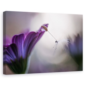 Tablou canvas - Ploaie Purpurie, Macro, Picaturi, Reflectie, Apa, Floare, 40 x 60 cm