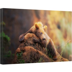 Tablou canvas - Portret de Urs, Urs, Stanca, Grizzly, Portret, Padure, Cantabria, 60 x 90 cm