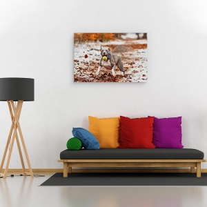 Tablou canvas - Prinde Mingea, Animal, Caine, Pet, Actiune, 80 x 120 cm - Img 2