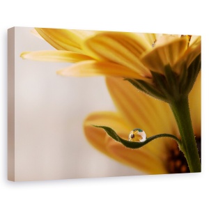 Tablou canvas - Protejat, Floare, Macro, Apa, 40 x 60 cm