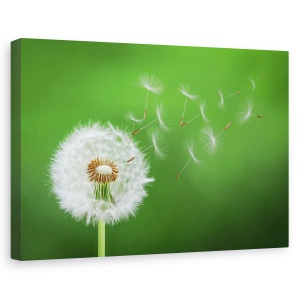 Tablou canvas - Puf de papadie , Flori, Suflare, Delicat, Flori, 80 x 120 cm