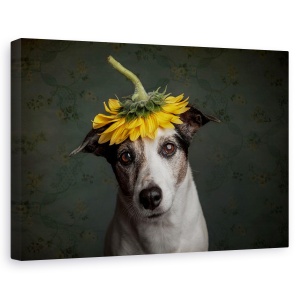 Tablou canvas - Realizand Ca Arata Ca O Floare A Soarelui, Doamna, Galben, Caine, 80 x 120 cm
