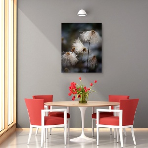 Tablou canvas - Rochia Cea Noua, Canada, Bumbac, Flori De Bumbac, Floare, 60 x 75 cm - Img 4