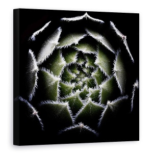 Tablou Canvas - Rozeta Sempervivum, Rosette, Suculent, Sempervivum, Plante, 90 x 90 cm