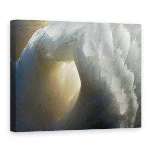 Tablou canvas - Sanctuar, Lebada, Pana, Pene, Moale, Animal, 50 x 70 cm