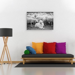 Tablou canvas - Seful, Caine, Caine , Oi, Vite, Animale, 60 x 90 cm - Img 2